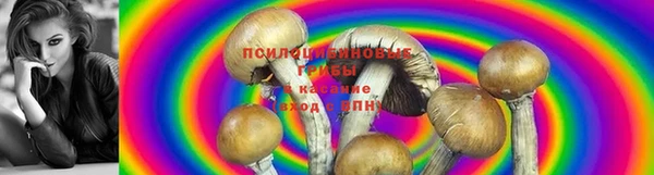 PSILOCYBIN Новозыбков