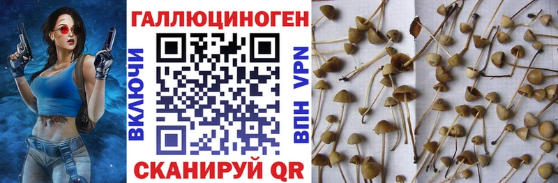 Купить  Красково  Псилоцибиновые грибы прущие грибы 